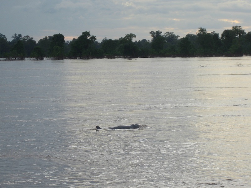 Mekong rivier irriwaddy dolfijnen