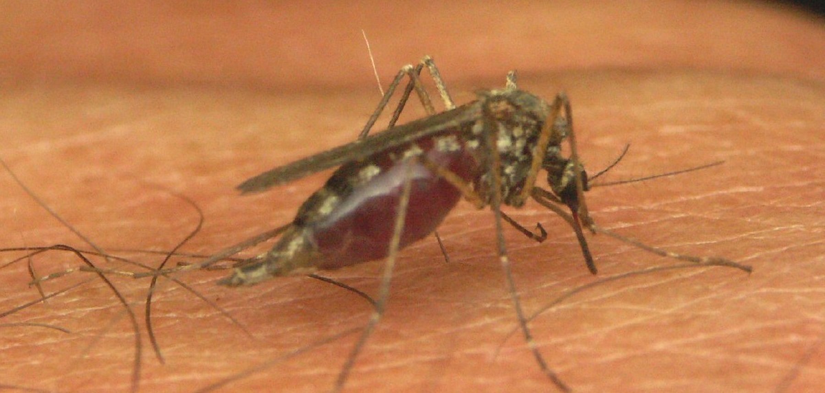 Malaria in Cambodja